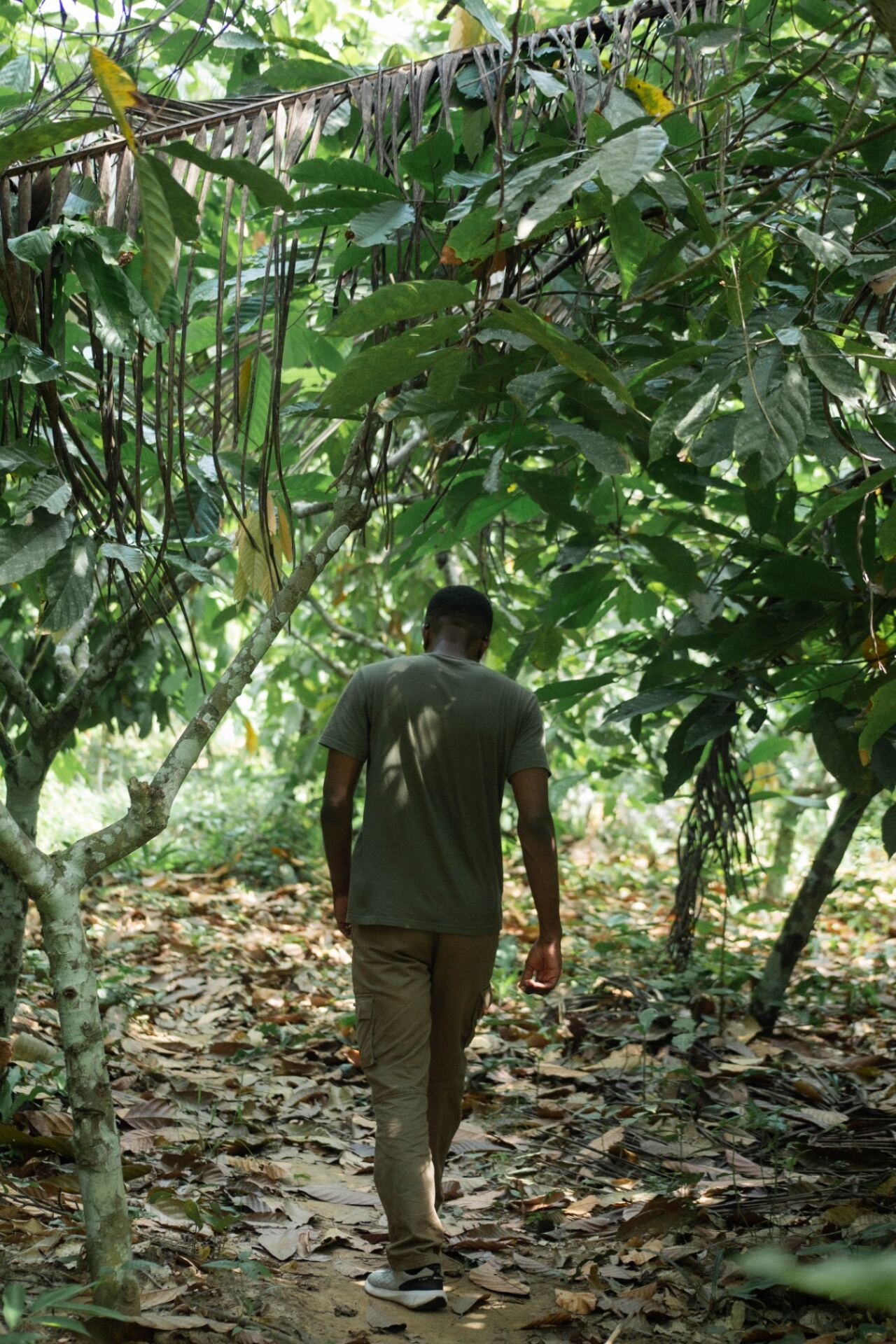 Aerial view of Nkwa cocoa farm in the valleys of Aburi, Ghana